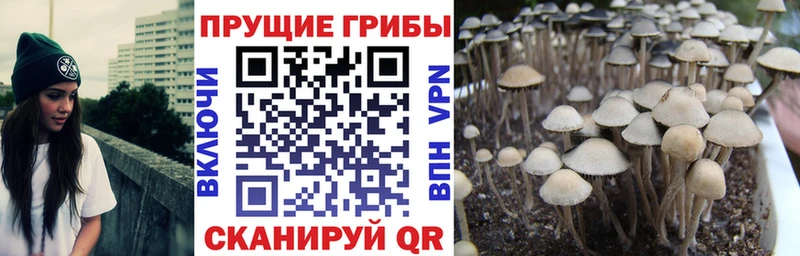 Псилоцибиновые грибы ЛСД Хасавюрт